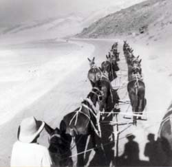 20 mule team